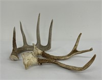Collection of Montana Whitetail Deer Horns