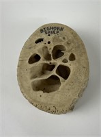 Big Horn Sheep Bone Core Taken by Gene Wensel
