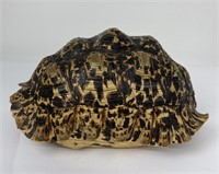 African Leopard Tortoise Shell