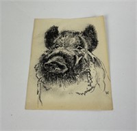 Andrew Warrington Pencil Drawing of a Boar