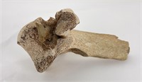 Ancient Montana Buffalo Vertebrae with Arrowhead
