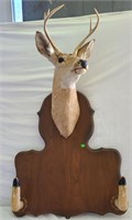 Deer taxidermy mount