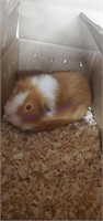 Male Texel Guinea Pig  - 1 Yr Old - Proven