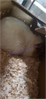 Large Male American Guinea Pig  - 1 Yr Old