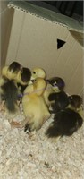 6 Muscovy Ducklings