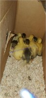 8 Muscovy Ducklings