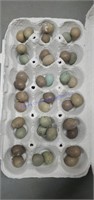 3 Doz Fertile Button Quail Eggs