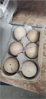 6 Fertile Guinea Eggs