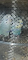 2 Rainbow Parakeets - 5 Mos Old - Hand Fed
