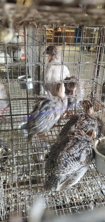 Small Animal & Exhibition Stock Online Auction 7-23-21