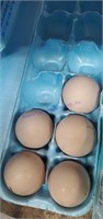 5 Fertile Blue Cochin Eggs
