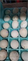 1.5 Doz Fertile Pheonix Eggs