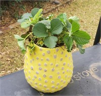 Ceramic Pot with Strawberry Plant 7.5"