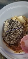 Male Hedgehog - 8 Wks Old
