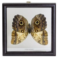 Framed Giant Owl Butterfly Specimen