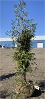Baby American arborvitae tree approx 5 ft when