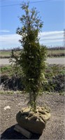 Baby American arborvitae tree approx 5 ft when