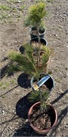 White pine in planter *bid per