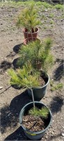 Baby White pine in planter *bid per