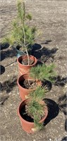 Baby white pine in planter *bid per