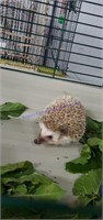 Male Hedgehog - 1 1/2 Yr Old