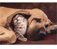 New Clementoni Cuddles Cute Cat & Dog 500 Piece