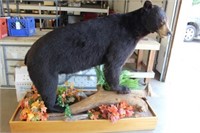 Full body mount Black Bear