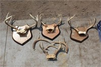 Tote of Whitetail antlers