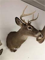 Taxidermy PA White Tailed Deer