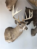 Taxidermy Maryland White Tailed Deer