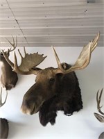 Taxidermy Alaskan Moose