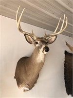 Taxidermy KS White Tailed Deer