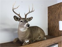 Taxidermy Life Sized MT White Tailed Deer