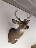 Taxidermy PA White Tailed Deer