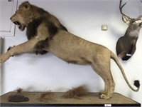 Taxidermy Lifesized African Black Mane Lion