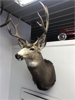 Taxidermy Mule Deer