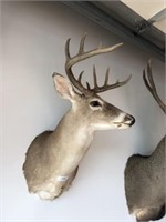 Taxidermy TX White Tailed Deer