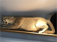Taxidermy Male Life Sized Mountain Lion
