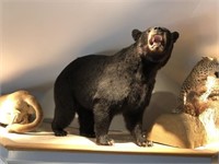 Taxidermy Canadian Life Size Male Black Bear