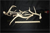 Deer Antlers