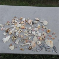 Shells & Coral
