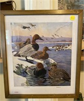 Canvas Back & Red Head Ducks Print