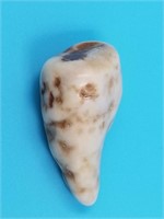 Fossilized walrus tooth 1 3/4"                   (