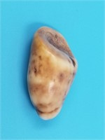 Fossilized walrus tooth about 2"