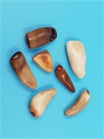 Bag of small fossilized Walrus teeth