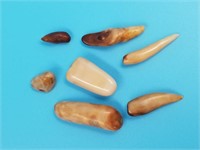 Bag of small fossilized Walrus teeth