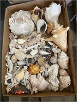 seashells and conch shells