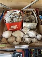 Large box of seashells