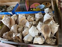 box of conch shells