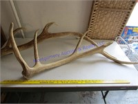 ELK ANTLERS